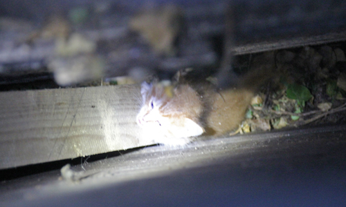 17 juli Brandweer redt twee kittens tussen schutting vandaan Emmastraat Monster