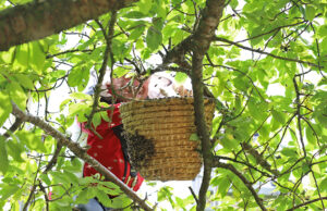 Brandweer assisteert bij verwijderen van flink bijennest naast fietspad Ruys de Beerenbrouckstraat Delft