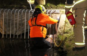 Zwaan werkt zich in de nesten Rode Kruislaan ‘s Gravenzande