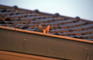 Grote inzet voor jonge poes in dakgoot Gerberalaan Naaldwijk