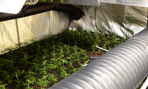 23 december Gevaarlijke wietplantage in Haagse woning Den Haag