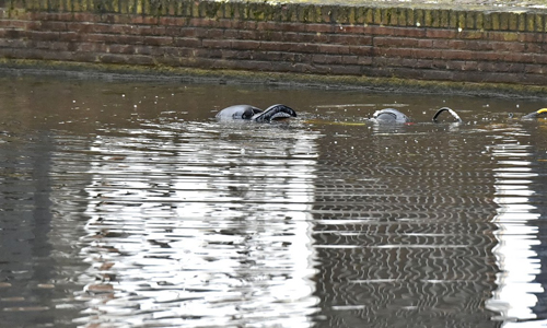 Media_Terplaatse_Overleden_persoon_gevonden_leiden_02022015_Image00110