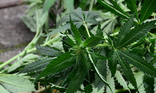 27 juli Hennepkwekerij in uitgegraven kruipruimte Swanenburgstraat Den Haag