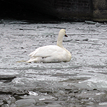 Melding zwaan vast op het ijs Oostsingel