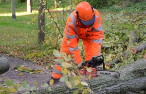Boom valt op bovenleiding van tram Scheveningseweg Den Haag