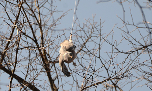 6 april Brandweer en Dierenambulance redden verstrikte duif Lange Voorhout Den Haag