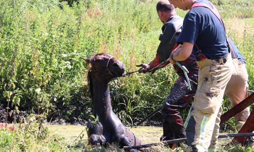 30 juni Brandweer redt paard uit de sloot Kerkweg Schiedam