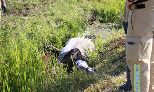16 juli Brandweer takelt paard uit de sloot Groeneweg Schiedam