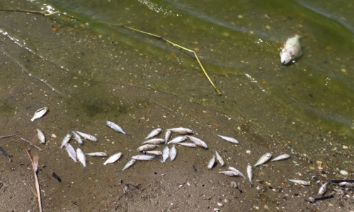 25 juli Honderden dode vissen in de Krabbeplas Vlaardingen