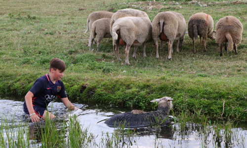 26 juli Jongen redt schapen uit de sloot Woudweg Vlaardingen
