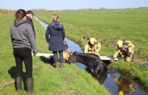 Paard zit vast in baggersloot Zoutveenseweg Schipluiden