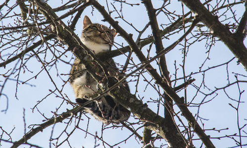 8 april Brandweer jaagt kat uit de boom met waterstraal Lange Haven Schiedam
