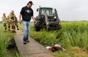 Drie koeien vast in sloot Holyweg Vlaardingen