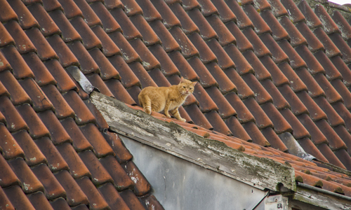 15 oktober Brandweer haalt kat van het dak Vlaardingen
