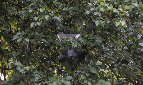 17 juli Meiden bellen brandweer voor duif in nood Schiedam