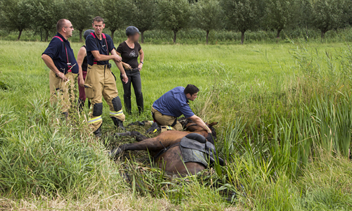 31 juli Paard en ruiter te water Vlaardingen
