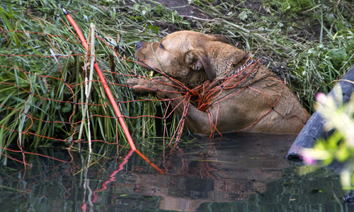 5 augustus Hond verstrikt in net vast in water Rotterdam