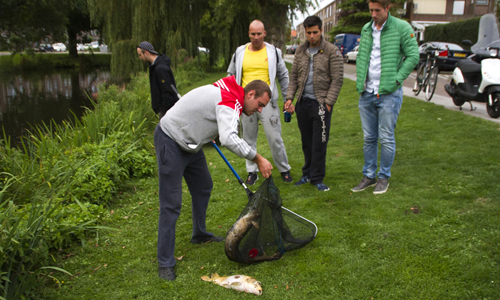 16 augustus Tientallen dode vissen na hoosbuien Vlaardingen