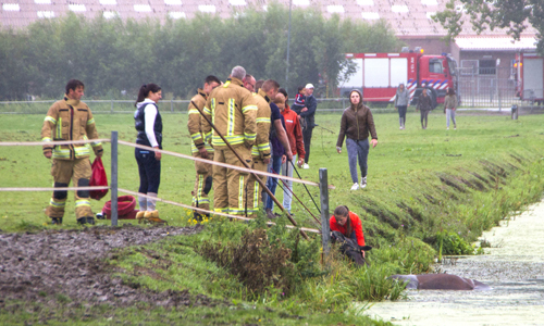 17 augustus Paard kopje onder tijdens redding Vlaardingen