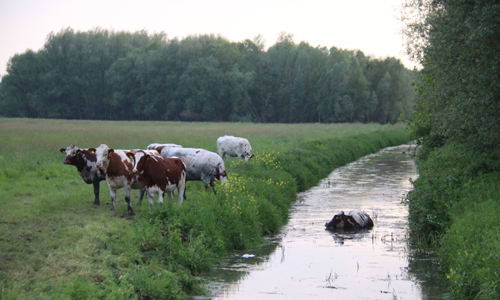 11 mei Brandweer rukt uit voor koeien in het water Schiedam