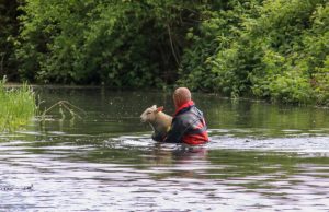 Schapen in nood springen sloot in Kandelaarweg Schiedam