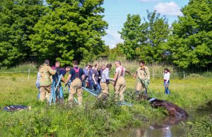 Brandweer haalt wederom paard uit sloot Joppelaan Schiedam