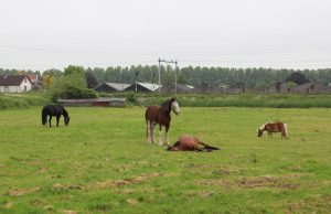 Slapend paard zorgt kort voor paniek Slimme Watering Schiedam
