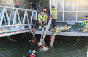 Koe van floating farm in het water gevallen Gustoweg Rotterdam