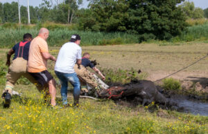 Flinke klus voor de brandweer, paard in/uit de sloot Kerkweg Schiedam