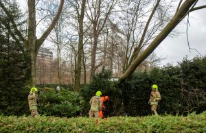 Boom omgewaaid tegen andere boom Vlaardingseweg Schiedam