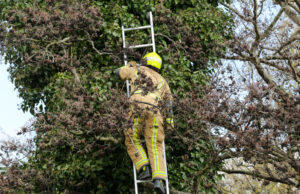 Kat in boom houdt de brandweer druk bezig Haverland Den Hoorn