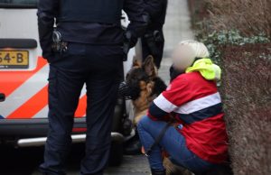 Herdershond “aangehouden” na bijt incident Van Hogendorplaan Vlaardingen