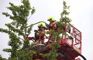 Kat laat zich niet uit de boom kijken Mahlerstraat Vlaardingen