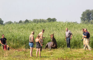 Flinke klus voor brandweer om paard uit de sloot te krijgen Groeneweg Schiedam