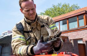 Brandweer redt vastzittende vogel Meester Troelstrastraat Vlaardingen