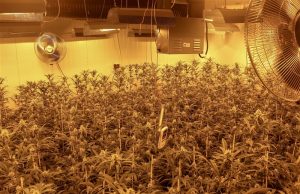 Politie ontdekt hennepkwekerij door oostenwind Haven Katwijk