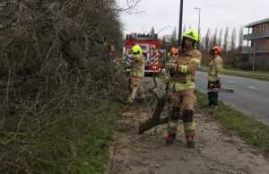 Boom valt op fietspad Marathonweg Vlaardingen