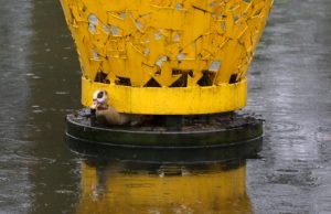Gans vast in kunstvaas Julianapark Schiedam