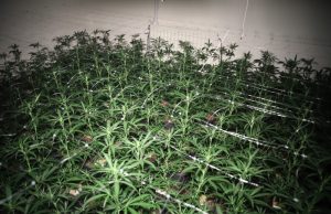 Hennepkwekerij aangetroffen in bedrijfspand industrieterrein Wateringen