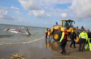 15 Meter lange walvis aangespoeld op strand Monster