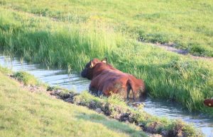 Stier neemt brandweer in de maling Zwethkade Noord Wateringen