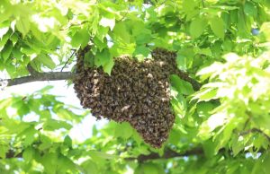 Brandweer assisteert imker met verwijderen van honderden bijen Wateringsevest Delft