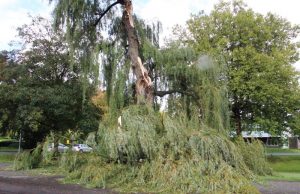 Grote boom knakt doormidden Stadhouderslaan Schiedam