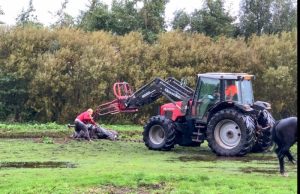 Paard in sloot Dilleveld Schiedam