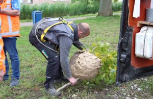 Nest Aziatische Hoornaar verwijderd Fortunapad Vlaardingen