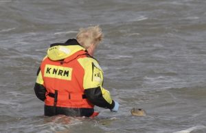 KNRM vrijwilligers redden ernstig verzwakte zeehond uit branding strand Ter Heijde