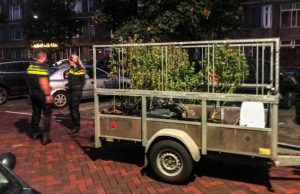 Hennepplanten gevonden in woning na autobranden Rembrandtlaan Schiedam