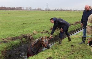 Koude duik voor paard Harreweg Schiedam