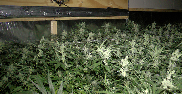 Hennepkwekerij ontmanteld Rotterdamseweg